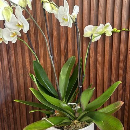 Orquídea