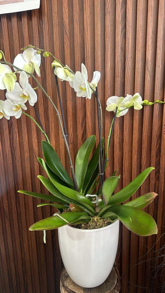 Orquídea